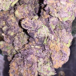 Purple Haze Cannabis Strain Reino Unido